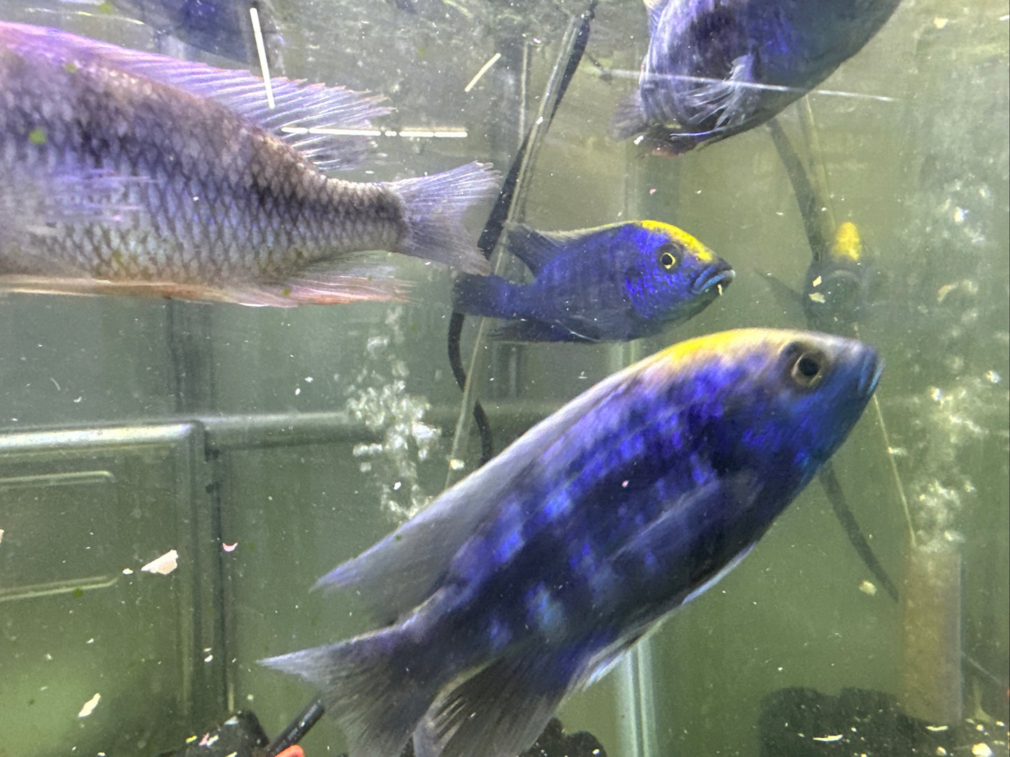 African Cichlid Sulfer Head Peacock 3"-4"