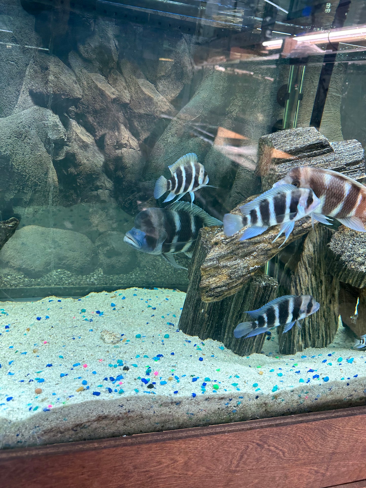 African Cichlid Frontosa