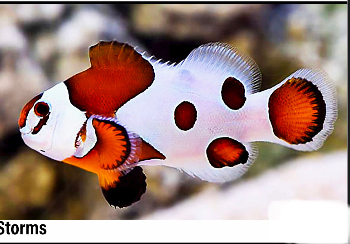 Storms ClownFish Juvenile