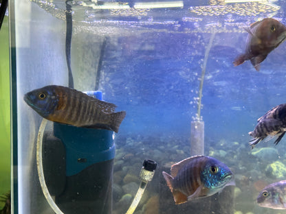 African Cichlid Orange Shoulder peacock