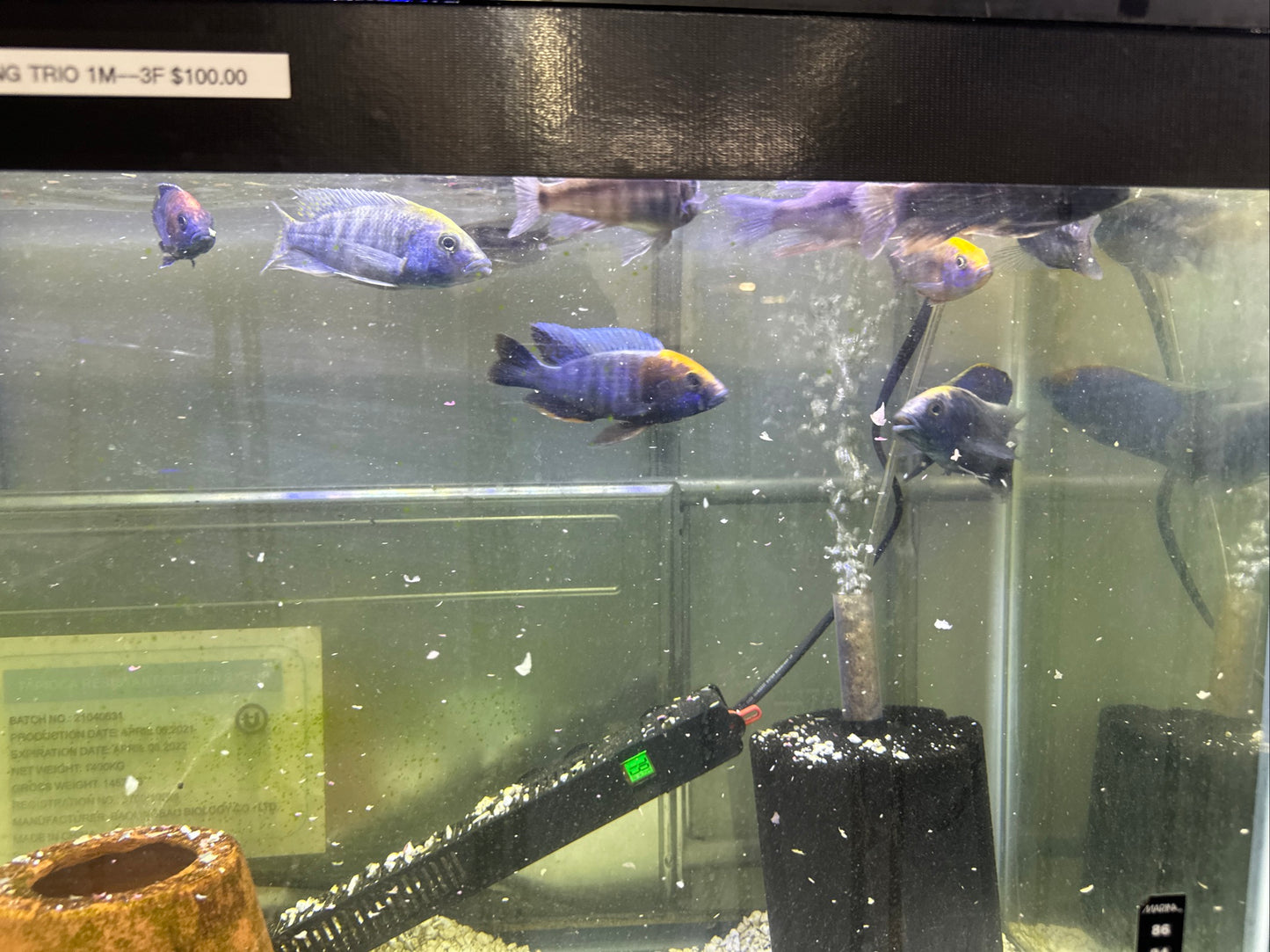 African Cichlid Apache Peacock 4"-5"