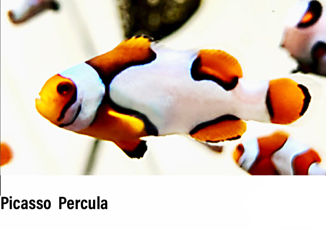 Picasso Percula Clownfish