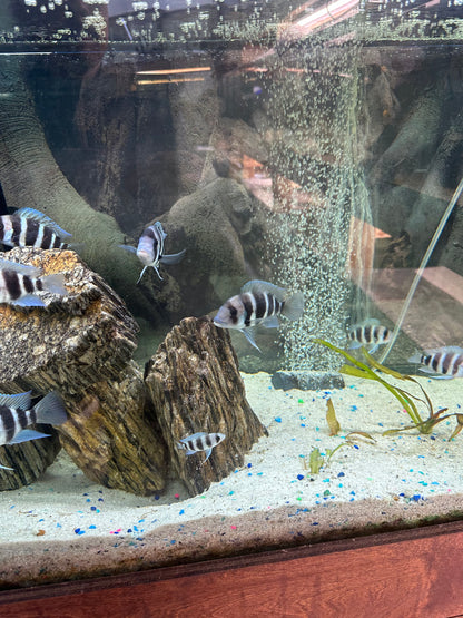 African Cichlid Frontosa