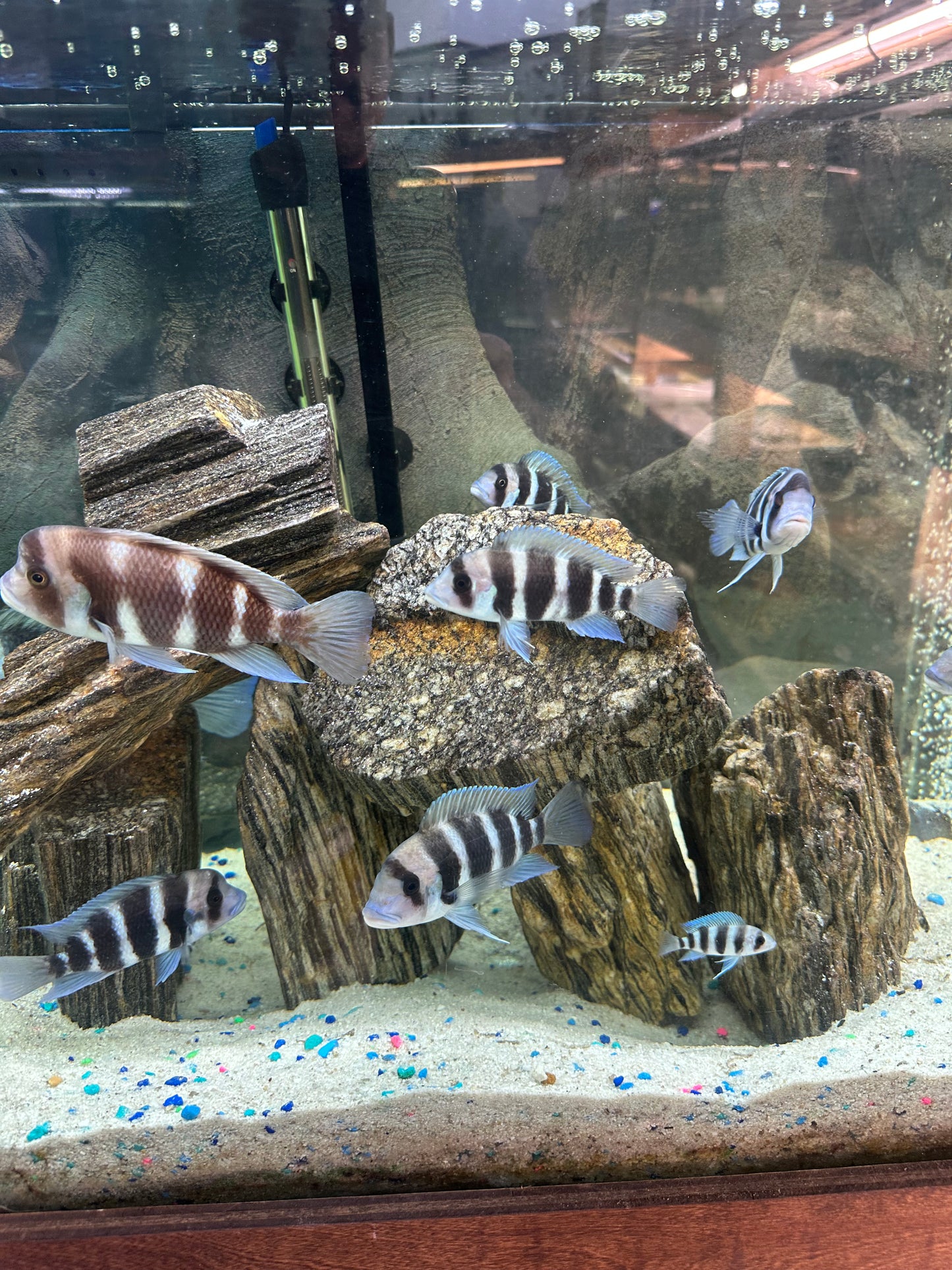 African Cichlid Frontosa 4”