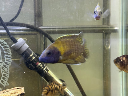 African Cichlid Male Yellow Peacock (yellow Sunshine)