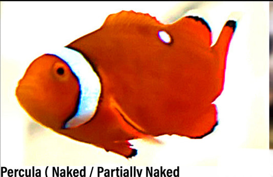 Percula ( Naked / Partially Naked ) Clownfish Juvenile