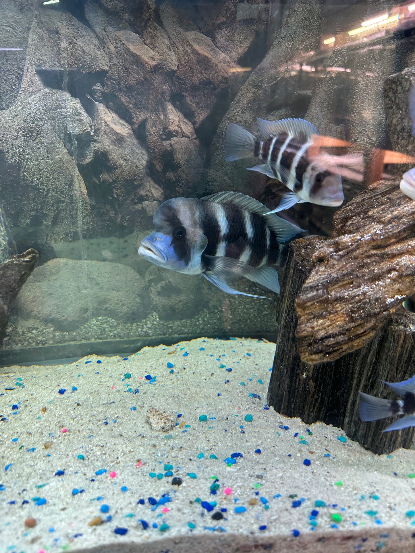 African Cichlid Frontosa