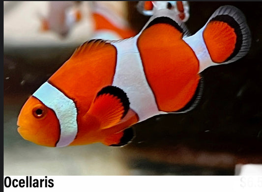 Ocellaris Clownfish Juvenile