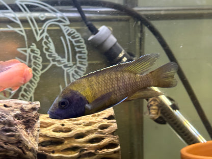 African Cichlid Male Yellow Peacock (yellow Sunshine)