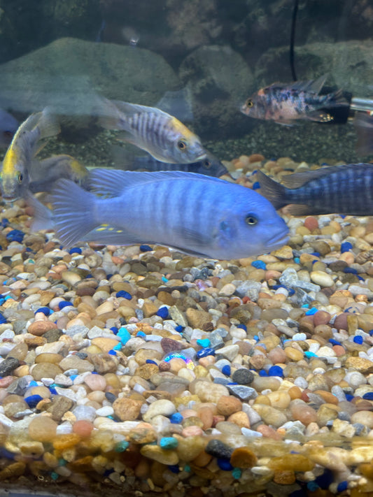 African Cichlid Cobalt Blue Zebra LG 5"-6"