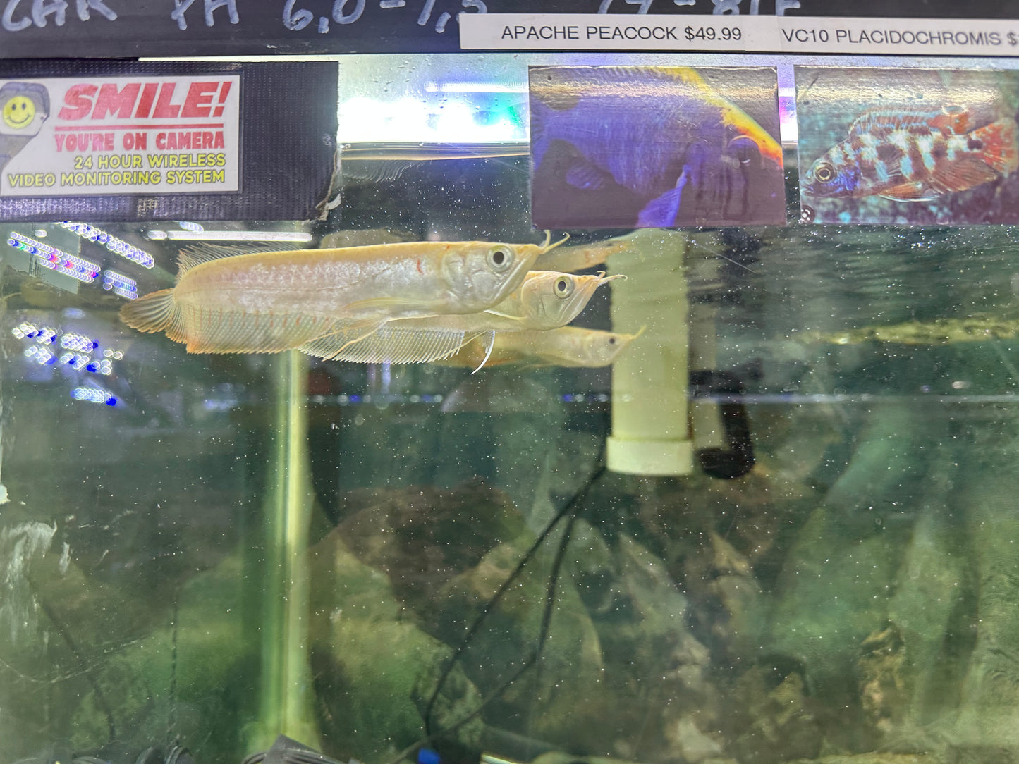 Albino Silver Arowana