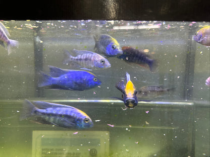 African Cichlid Sulfer Head Peacock 3"-4"