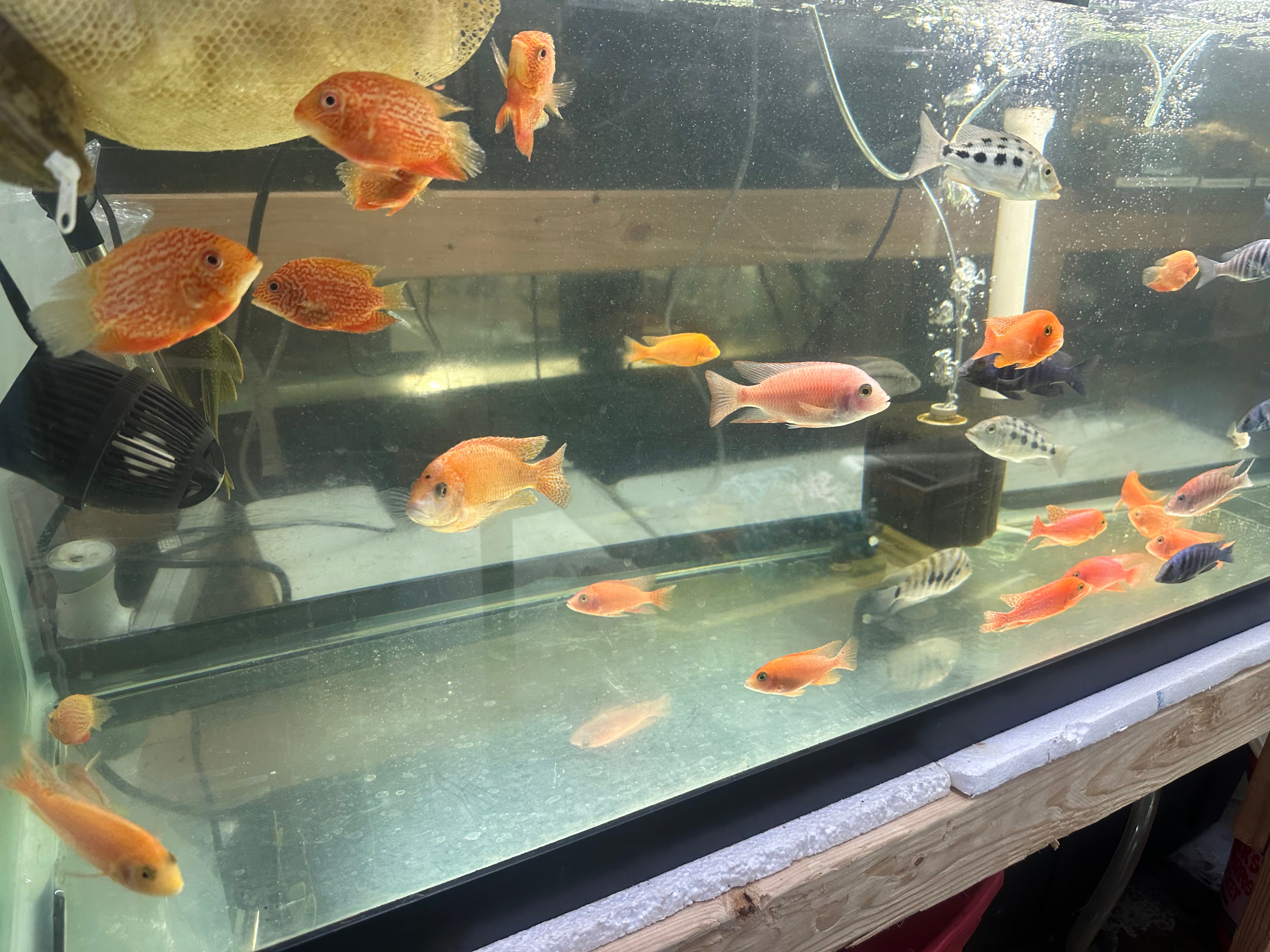 African Cichlid Dragon Blood Peacock – DANBURY AQUARIUM