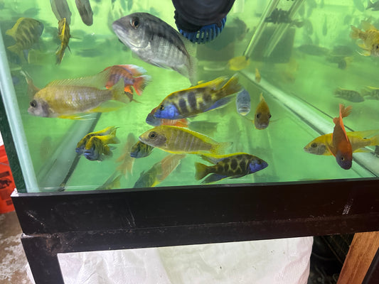 African Cichlid Venustus (giraffe cichlid)