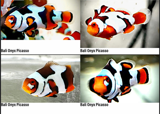 Bali Onyx Picasso (Premium) Clownfish