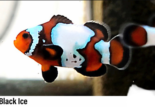Black Ice Clownfish Juvenile