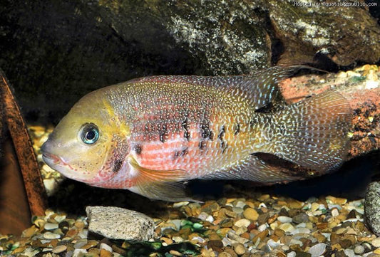 American Cichlid Panamense Rosey Cichlid 1"-2"