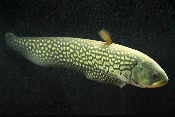 African POM POM Knife Fish