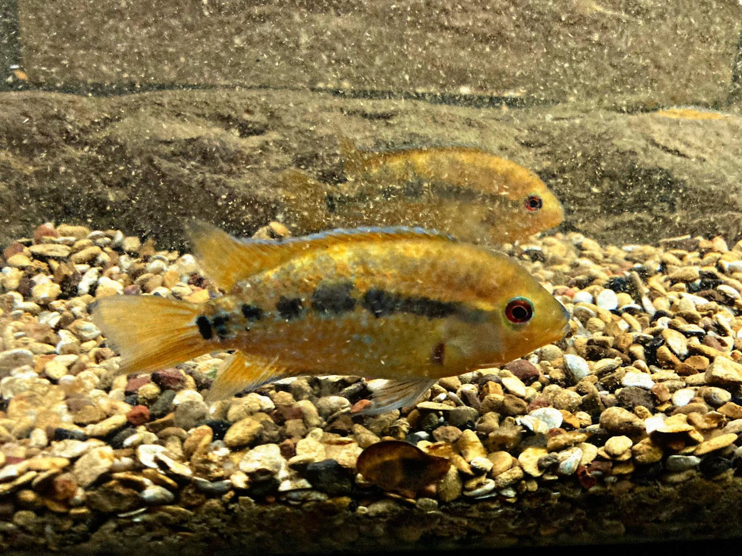 American Cichlid Rainbow Cichlid