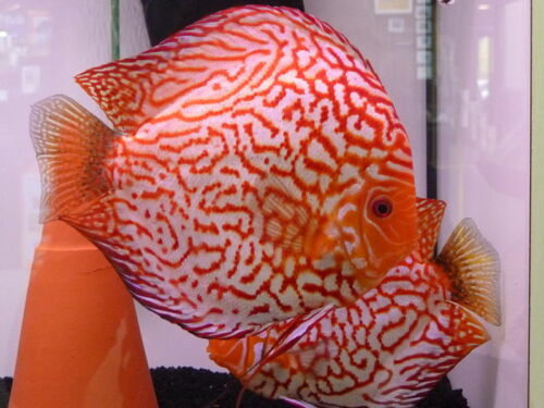 Red Pigeon Discus 3"