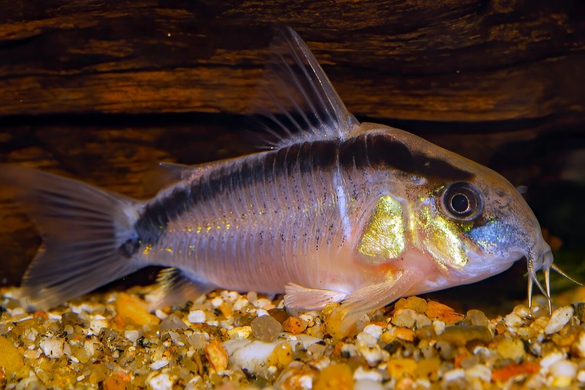 cory arcuatus Skunk Cory