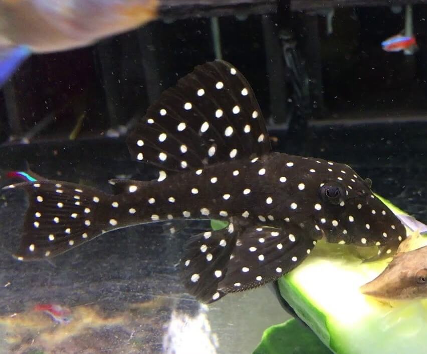 Snowball Pleco MD