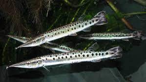 South America Mosaic GAR